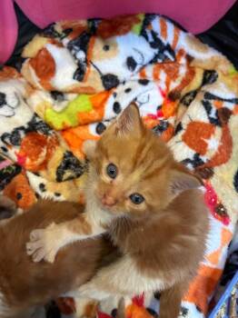 Woodstock -  Domestic Short Hair Cat for Adoption in Pine Grove, Pennsylvania - Woodstock | PetCurious