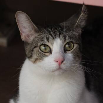 Rescue Domestic Short Hair Cats for Adoption in Tucson, Arizona - Mander | PetCurious