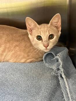 Dusty -  Domestic Short Hair Cat for Adoption in Christiansburg, Virginia - Dusty | PetCurious