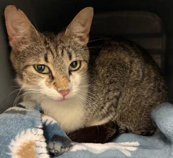Violet -  Domestic Short Hair Cat for Adoption in Park Row, Texas - Violet | PetCurious