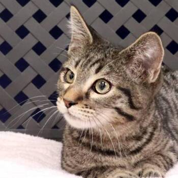 Domestic Medium Hair Cats Available for Adoption - Calvin | PetCurious