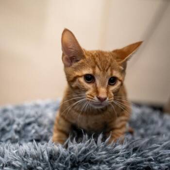 Finis Everglot -  Domestic Short Hair Cat Available for Adoption in Gainesville, Georgia - Finis Everglot | PetCurious