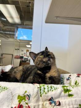 Dashi -  Domestic Short Hair Cat for Adoption in Winnipeg, Manitoba - Dashi | PetCurious