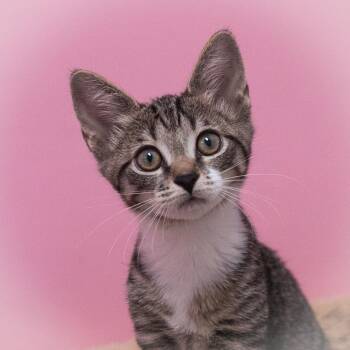 Bardot -  Domestic Short Hair Cat for Adoption in St. Augustine, Florida - Bardot | PetCurious