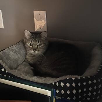 Domestic Medium Hair Cats Available for Adoption in Greenfield, Indiana - Herschel Tuesday Ohio St | PetCurious