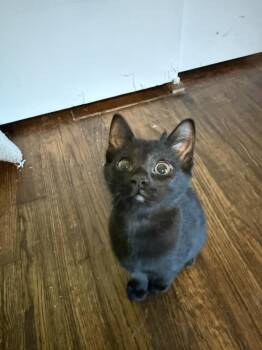 Beef Stew -  Domestic Short Hair Cat for Adoption in Dallas, Texas - Beef Stew | PetCurious