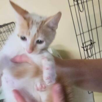 Mattox 1 -  Domestic Short Hair Cat for Adoption in Melrose, Florida - Mattox 1 | PetCurious