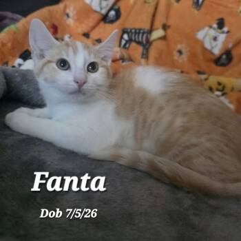 Fanta -  Domestic Short Hair Cat for Adoption in Clayton, California - Fanta | PetCurious