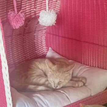 Domestic Short Hair Cats Available for Adoption - Glacier | PetCurious