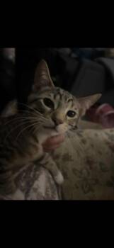 Rescue Domestic Short Hair Cats for Adoption in Gresham, Wisconsin - PIP | PetCurious