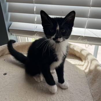 Flash -  Domestic Short Hair Cat for Adoption in Bentonville, Arkansas - Flash | PetCurious