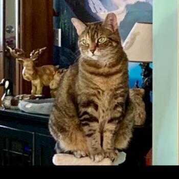 Chessie -  Domestic Short Hair Cat Available for Adoption in Granville, Ohio - Chessie | PetCurious
