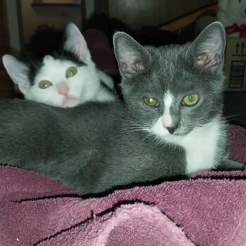 Nellie & Daisy -  Domestic Short Hair Cat for Adoption in Winlock, Washington - Nellie & Daisy | PetCurious