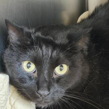 Domestic Short Hair Cats Available for Adoption - Black Jack | PetCurious