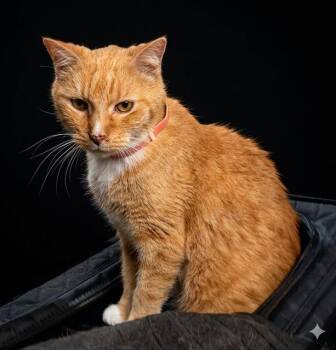 Domestic Short Hair Cats Available for Adoption in Jacksonville, Florida - GARFIELD | PetCurious