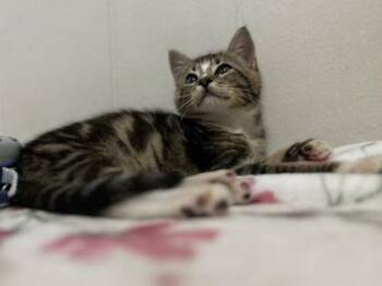 Bean -  Domestic Short Hair Cat Available for Adoption in Honolulu, Hawaii - Bean | PetCurious