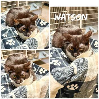 Domestic Short Hair Cats Available for Adoption in Saint James, Missouri - Watson | PetCurious