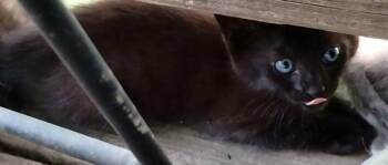 Rescue Domestic Short Hair Cats for Adoption in Frankston, Texas - Geordie | PetCurious