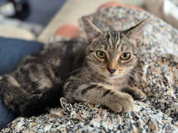 Rescue Domestic Short Hair Cats for Adoption in Carnegie, Pennsylvania - Frodo | PetCurious