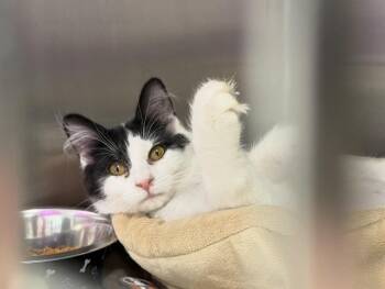 Domestic Long Hair and Tuxedo Cats Available for Adoption in Chandler, Arizona - Kanoodle Snoodle | PetCurious
