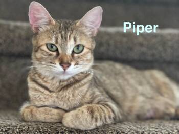 Piper -  Domestic Short Hair Cat for Adoption in Ephrata, Washington - Piper | PetCurious