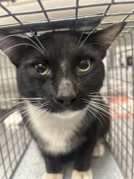 Domestic Short Hair Cats Available for Adoption in Las Vegas, Nevada - JAX | PetCurious