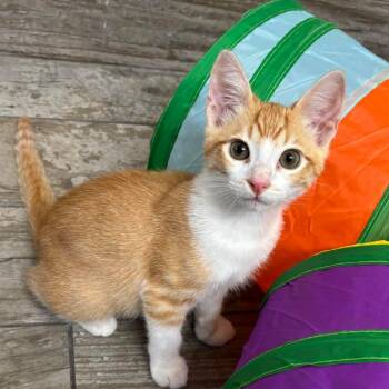 Harry -  Domestic Short Hair Cat for Adoption in San Antonio, Texas - Harry | PetCurious