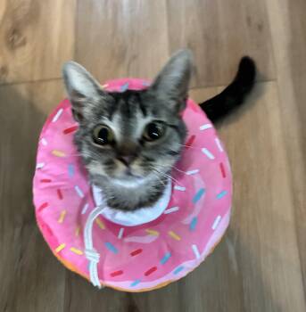Nugget — Your New Best Friend Courtesy - Listing -  Tabby Cat for Adoption in Prescott, Arizona - Nugget — Your New Best Friend Courtesy - Listing | PetCurious