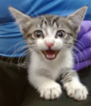 Domestic Short Hair Cats Available for Adoption in Doral, Florida - ALICE | PetCurious