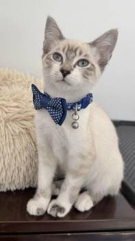 Diggersby (Bonded w/ Bunnelby) -  Siamese Cat for Adoption in San Jose, California - Diggersby (Bonded W/ Bunnelby) | PetCurious
