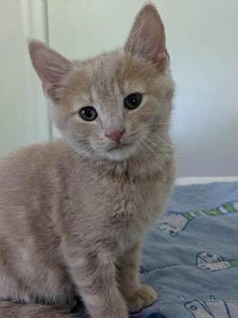 Hermes -  Domestic Short Hair Cat for Adoption - Hermes | PetCurious