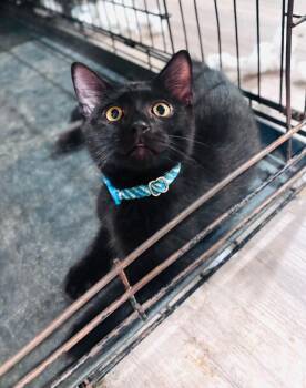 Shadow -  Domestic Short Hair Cat for Adoption in Milton, Delaware - Shadow | PetCurious