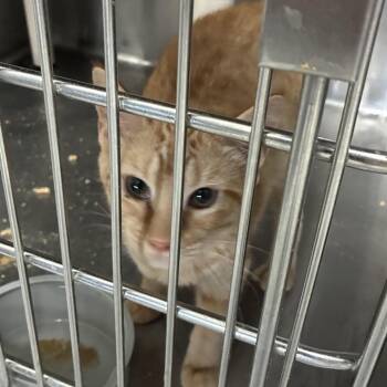 Melbourne -  Domestic Short Hair Cat for Adoption in Carencro, Louisiana - Melbourne | PetCurious
