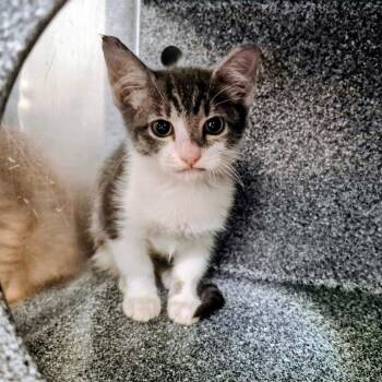 Domestic Short Hair Cats Available for Adoption - Tabasco | PetCurious