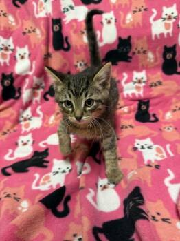 Tabby Cats Available for Adoption in Jackson, Michigan - Cappuchino | PetCurious