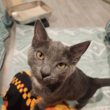 Amy -  Domestic Short Hair Cat for Adoption in Fairfax Station, Virginia - Amy | PetCurious