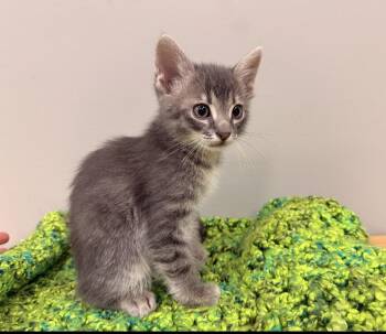 Domestic Short Hair Cats Available for Adoption - Louie | PetCurious