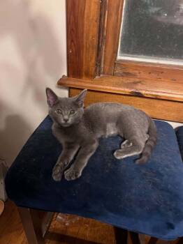 Penny -  Domestic Short Hair Cat for Adoption in Emporia, Kansas - Penny | PetCurious