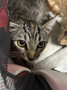 Rescue Domestic Short Hair Cats for Adoption in San Bernardino, California - PATTY | PetCurious
