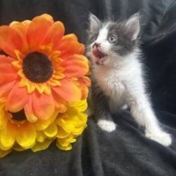 Azula -  Domestic Short Hair Cat for Adoption in Brea, California - Azula | PetCurious