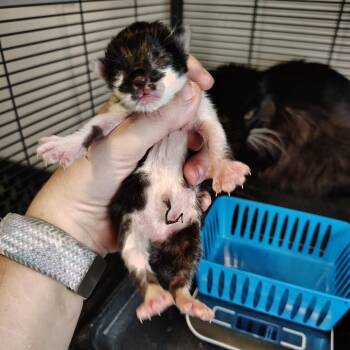 Domestic Short Hair Cats Available for Adoption in Osawatomie, Kansas - James | PetCurious