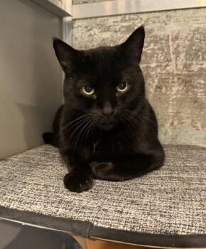 Lucky -  Domestic Short Hair Cat for Adoption in Paducah, Kentucky - Lucky | PetCurious