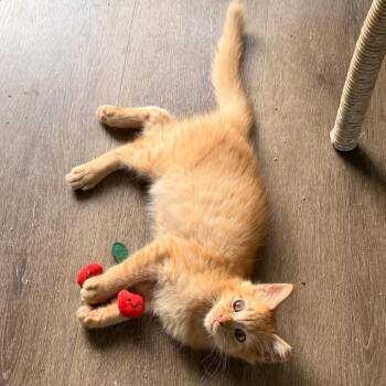 Cheeto -  Domestic Long Hair Cat for Adoption in Volcano, Hawaii - Cheeto | PetCurious