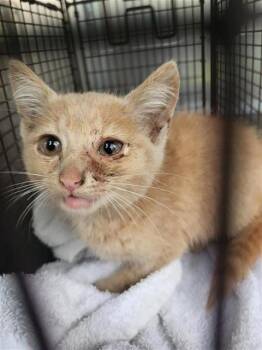 LEAL -  Domestic Short Hair Cat for Adoption in San Antonio, Texas - LEAL | PetCurious