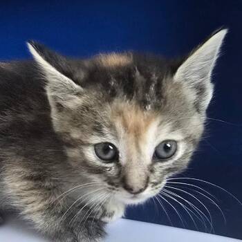 Pixel -  Domestic Short Hair Cat for Adoption in Las Cruces, New Mexico - Pixel | PetCurious