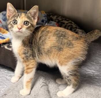 Daisy Duck -  Tabby and Calico Cat for Adoption in Fort Lauderdale, Florida - Daisy Duck | PetCurious