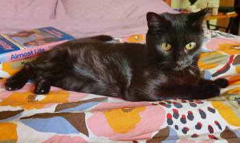 Domestic Short Hair Cats Available for Adoption in Philadelphia, Pennsylvania - Galaxy Spruce | PetCurious