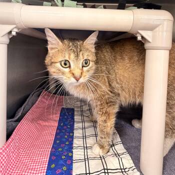 Domestic Short Hair Cats Available for Adoption in Indianapolis, Indiana - Allison | PetCurious