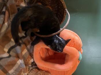 Rescue Tortoiseshell Cats for Adoption in Newark Valley, New York - Cecilia | PetCurious