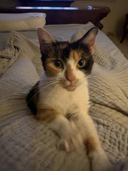 Cora -  Calico Cat for Adoption in Cuyahoga Falls, Ohio - Cora | PetCurious